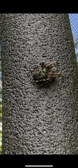 Araneus nordmanni