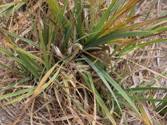 Carex nebrascensis