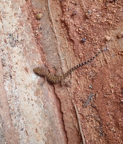 Common Prickly Gecko