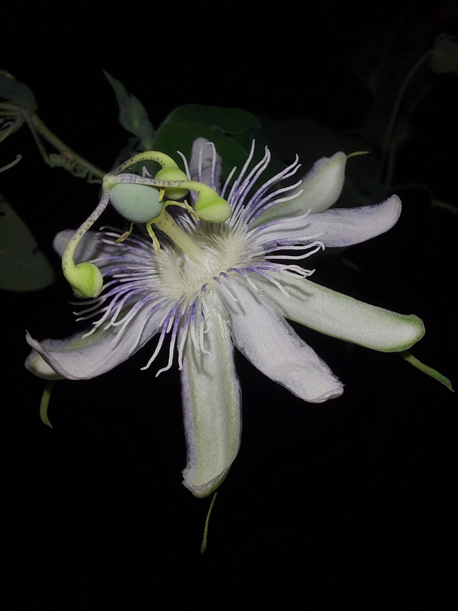 Passiflora tenuifila