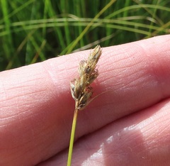Carex simulata