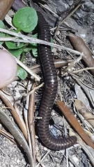 Acanthoiulus fuscipes