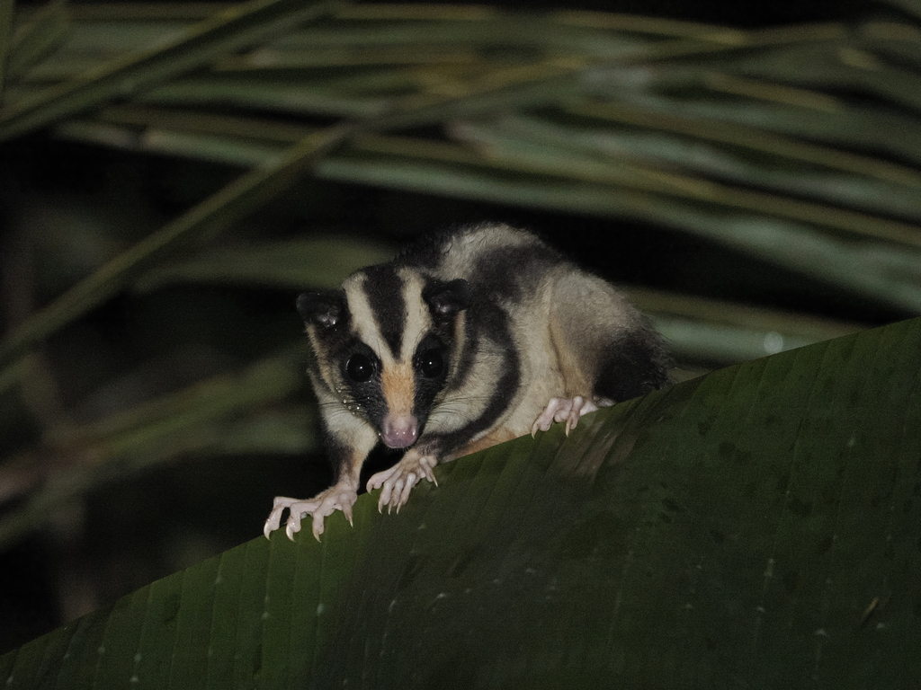 Common Striped Possum (Dactylopsila trivirgata)