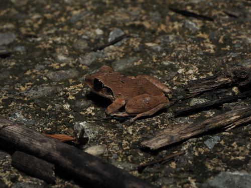 Batanta Wrinkled Ground Frog, Cornufer batantae