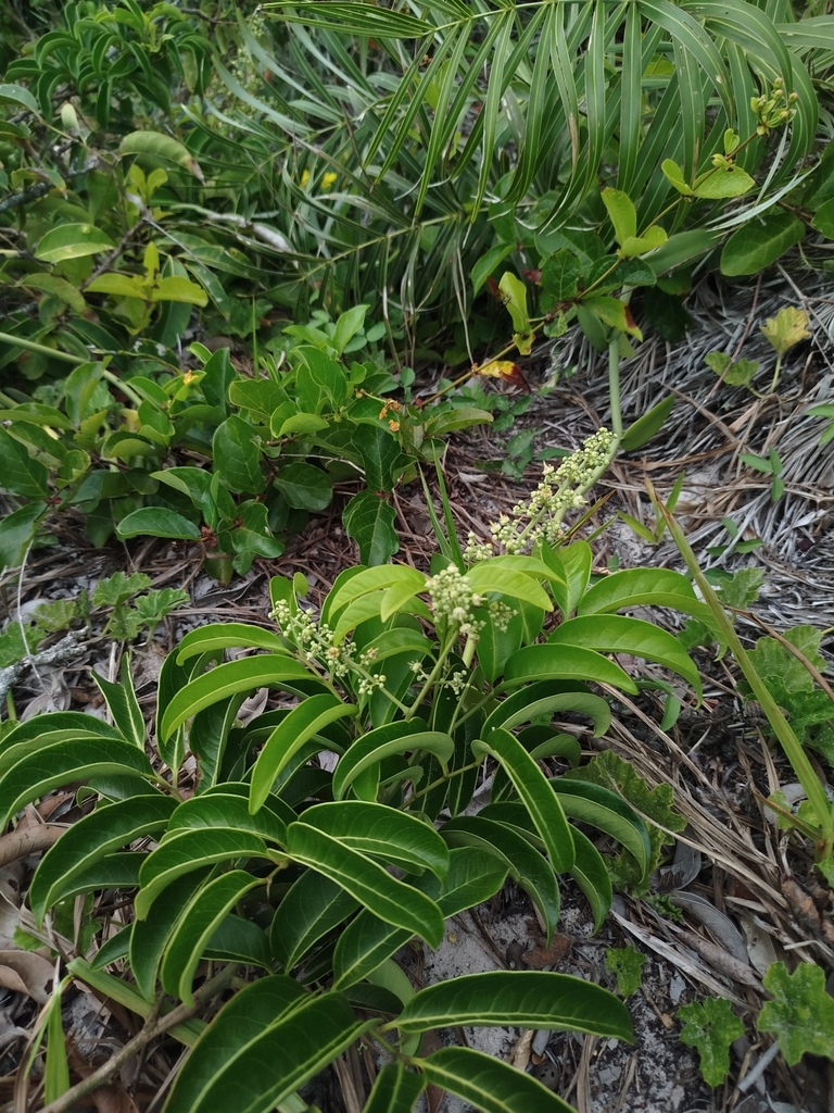 Matayba livescens