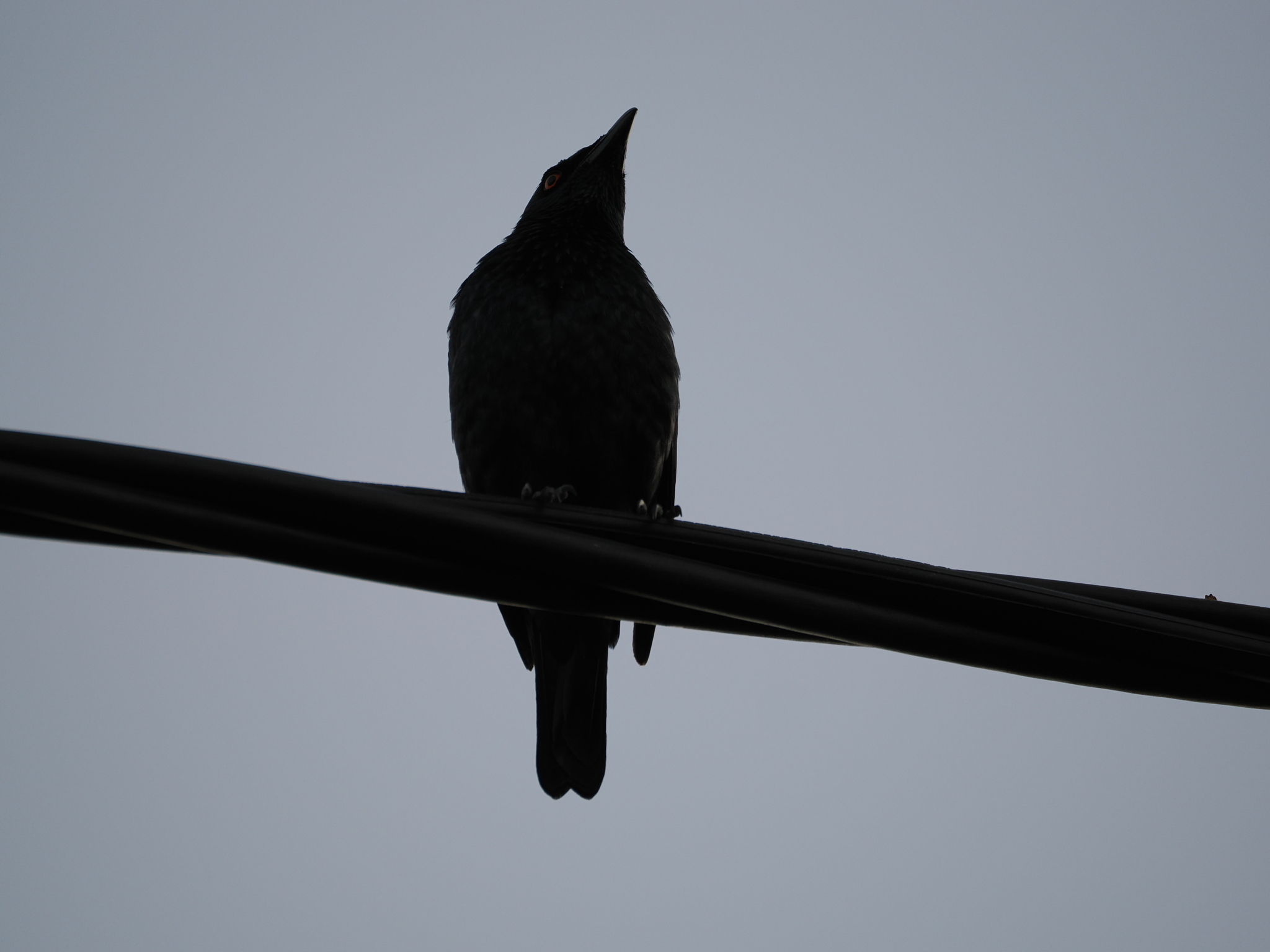 Singing Starling (Aplonis cantoroides), photo 6
