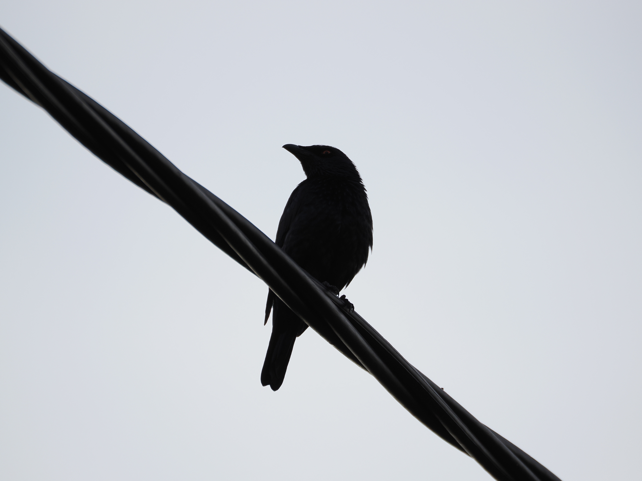 Singing Starling (Aplonis cantoroides), photo 5