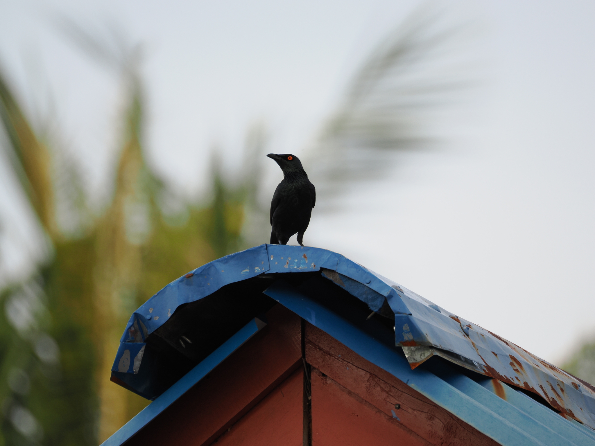 Singing Starling (Aplonis cantoroides), photo 3