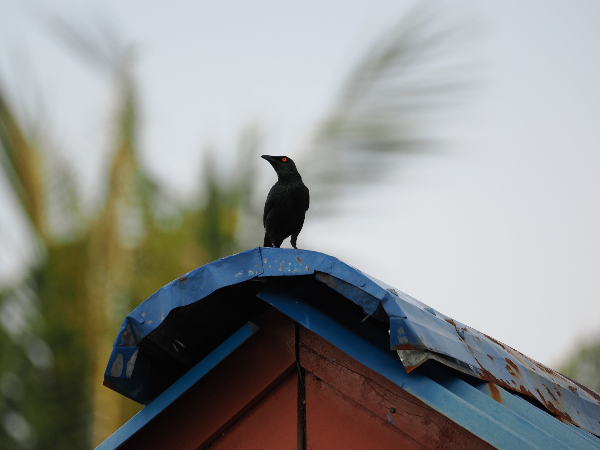Singing Starling (Aplonis cantoroides), photo 2