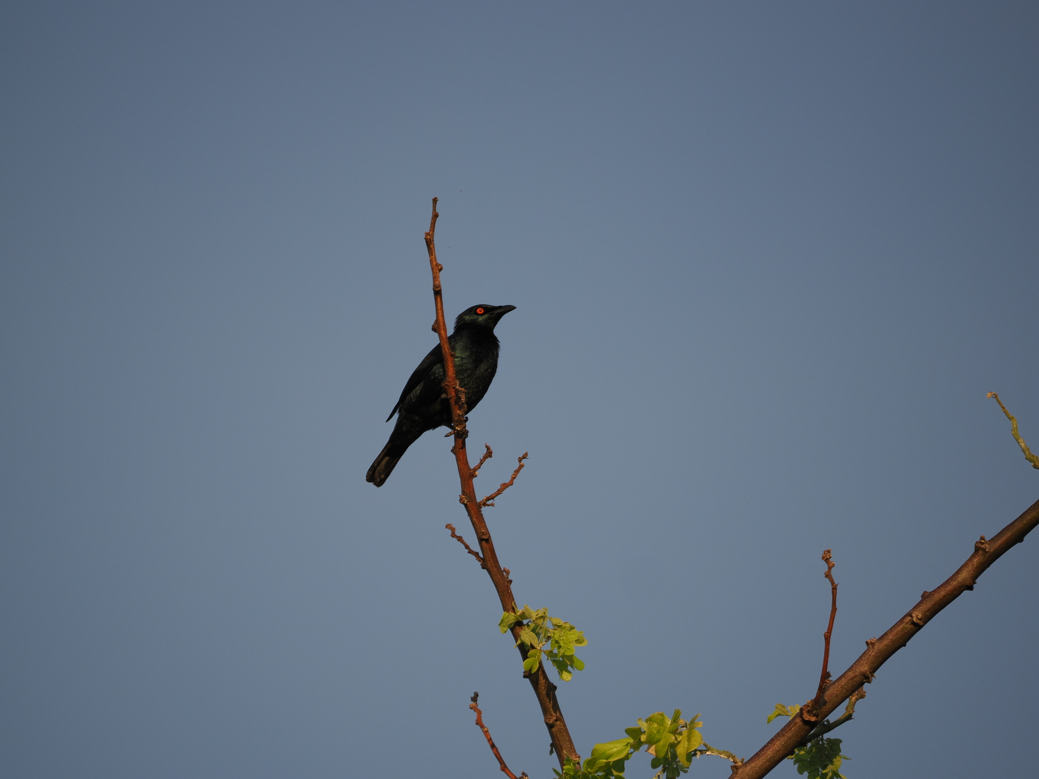 Singing Starling (Aplonis cantoroides), photo 4