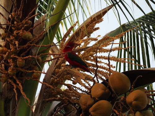 Chattering Lory (Lorius garrulus), photo 5