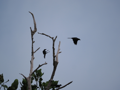 Moluccan Starling (Aplonis mysolensis), photo 4