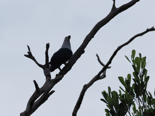 Spice Imperial Pigeon (Ducula myristicivora), photo 4