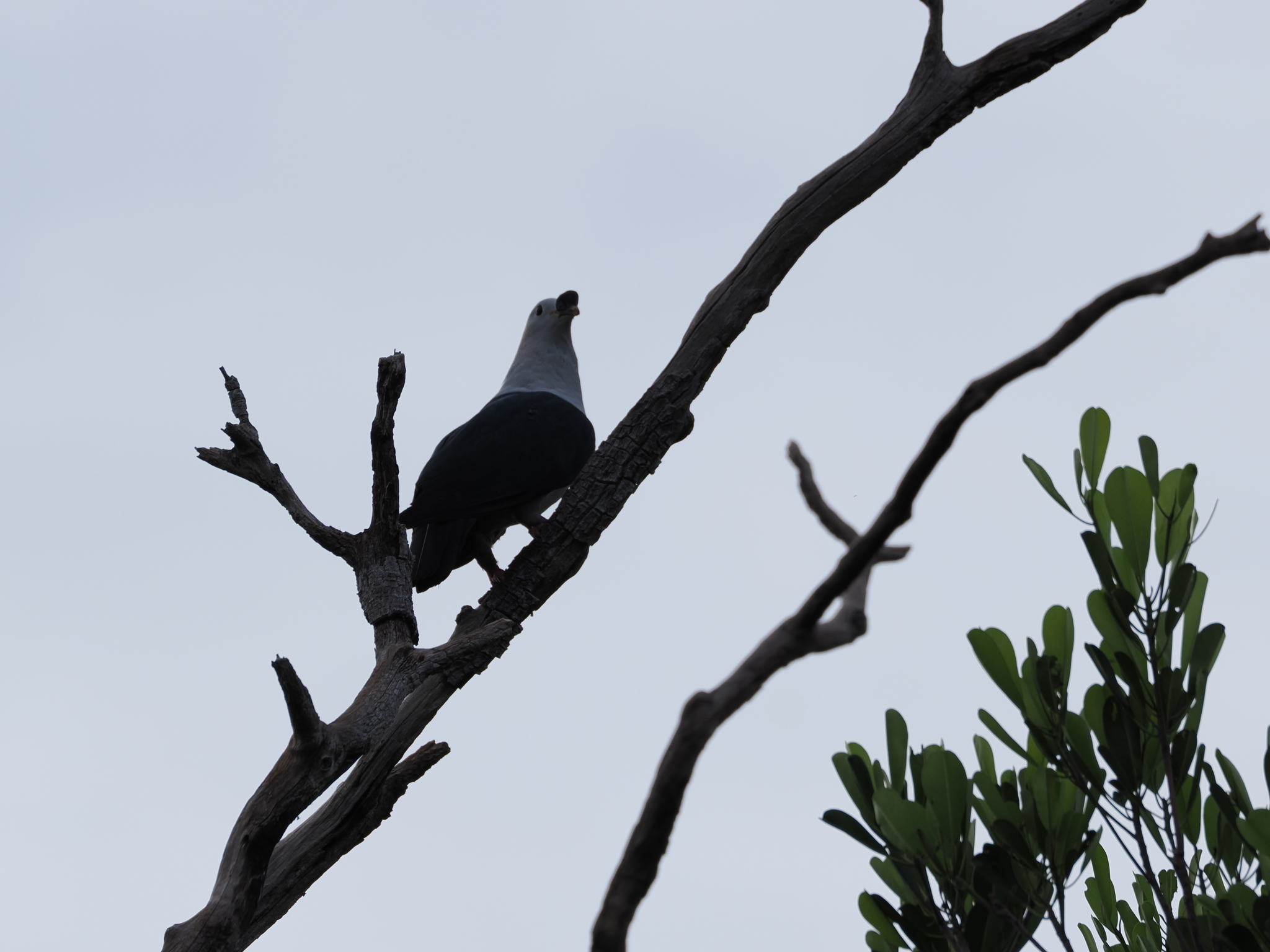 Spice Imperial Pigeon (Ducula myristicivora), photo 3