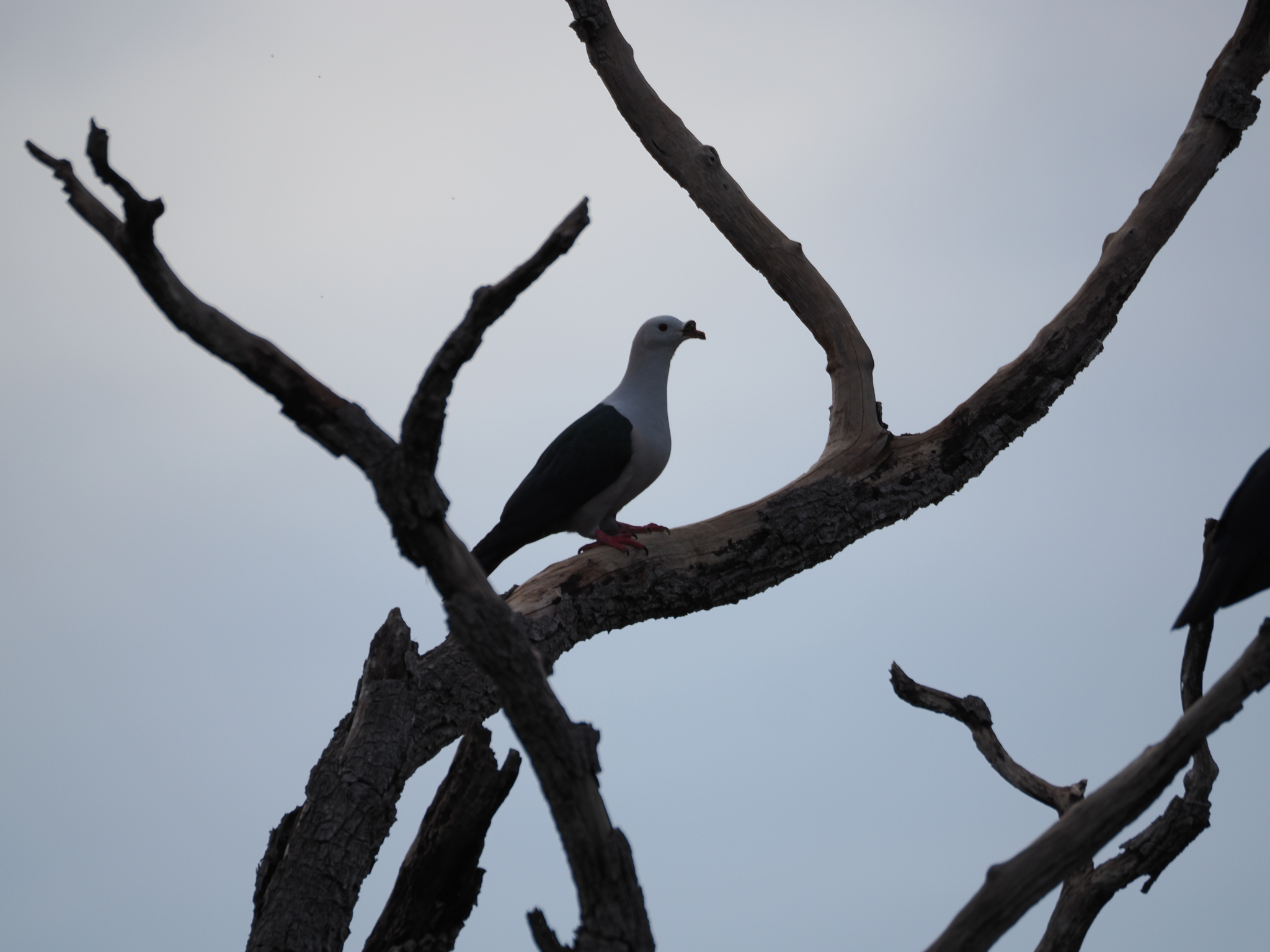 Spice Imperial Pigeon (Ducula myristicivora), photo 4