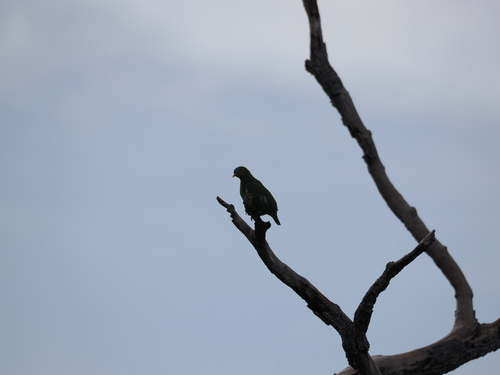 Claret-breasted Fruit Dove (Ptilinopus viridis), photo 4