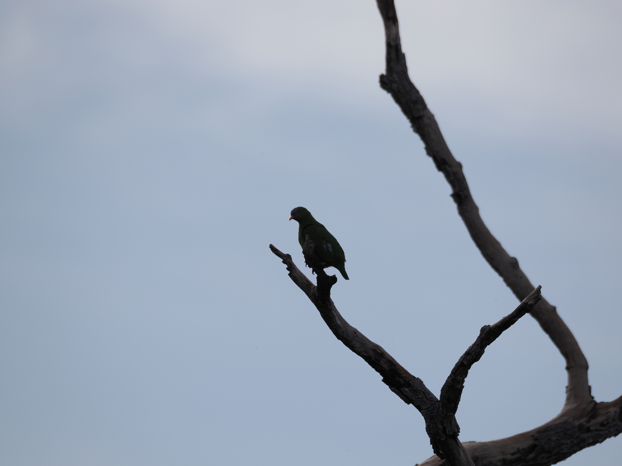 Claret-breasted Fruit Dove (Ptilinopus viridis), photo 4