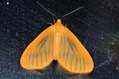 Eubaphe