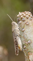 Calliptamus plebeius