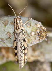 Calliptamus plebeius