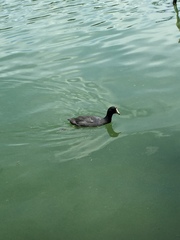 Fulica americana
