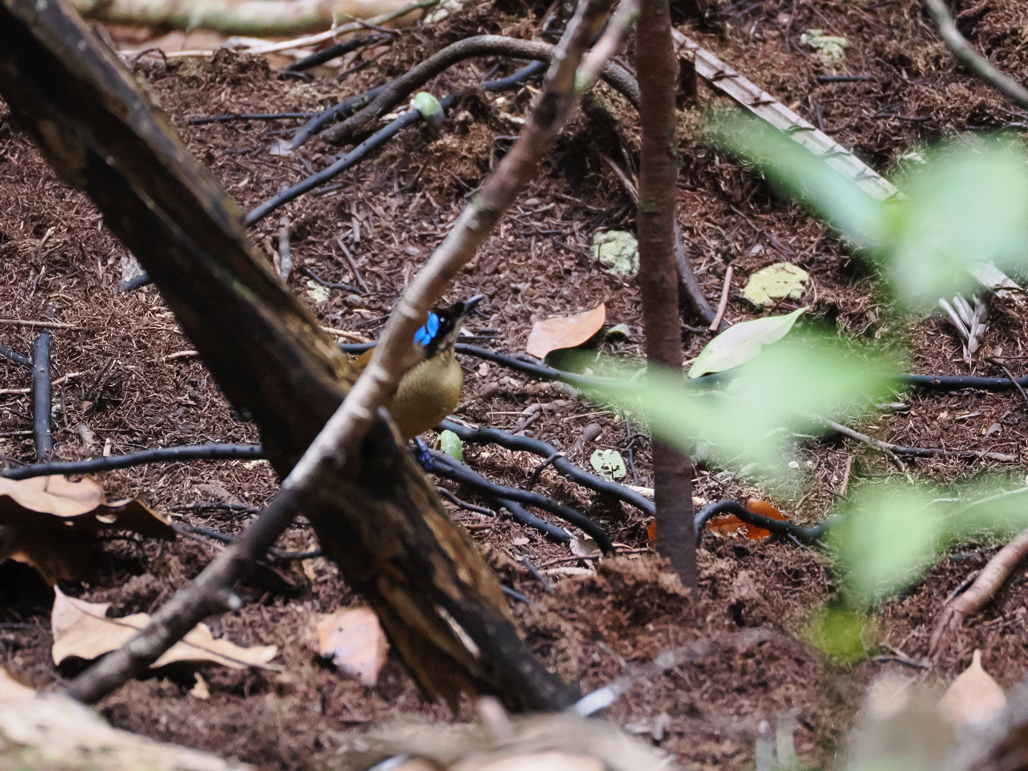 Wilson's Bird-of-paradise (Diphyllodes respublica), photo 8