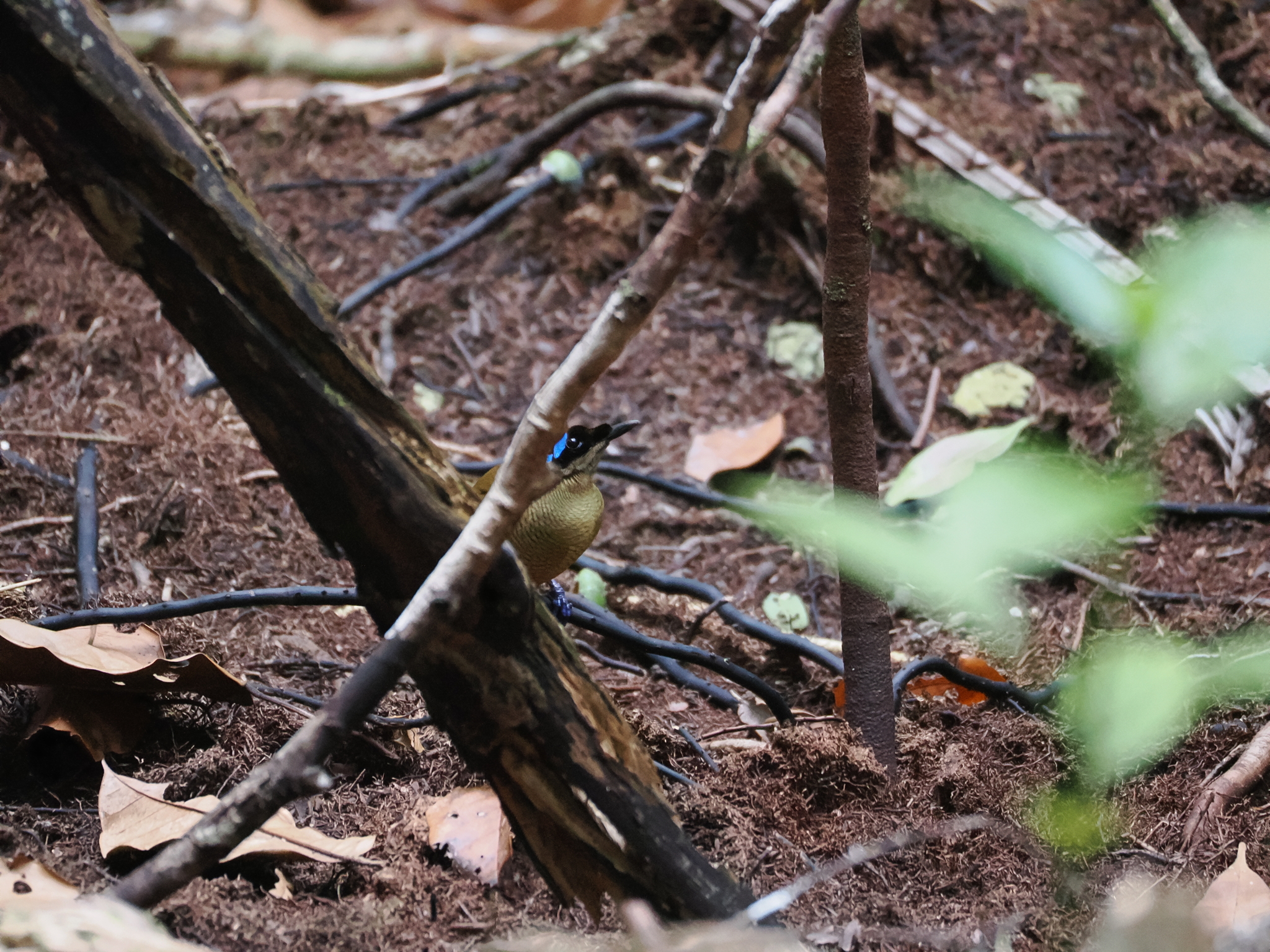 Wilson's Bird-of-paradise (Diphyllodes respublica), photo 7