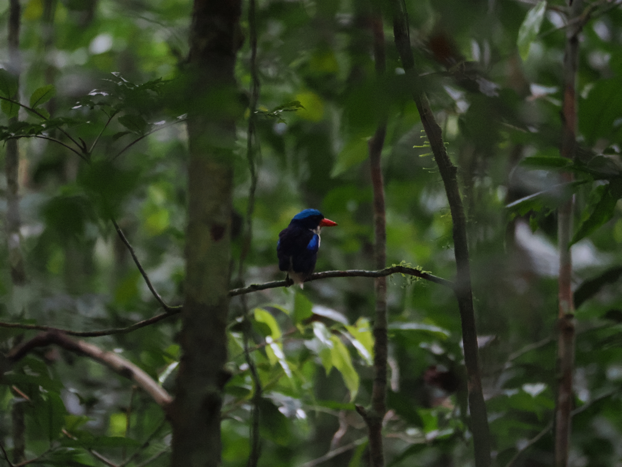 Common Paradise Kingfisher (Tanysiptera galatea), photo 3