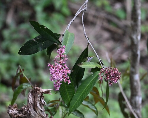 Ardisia colorata observed 2025-03-10