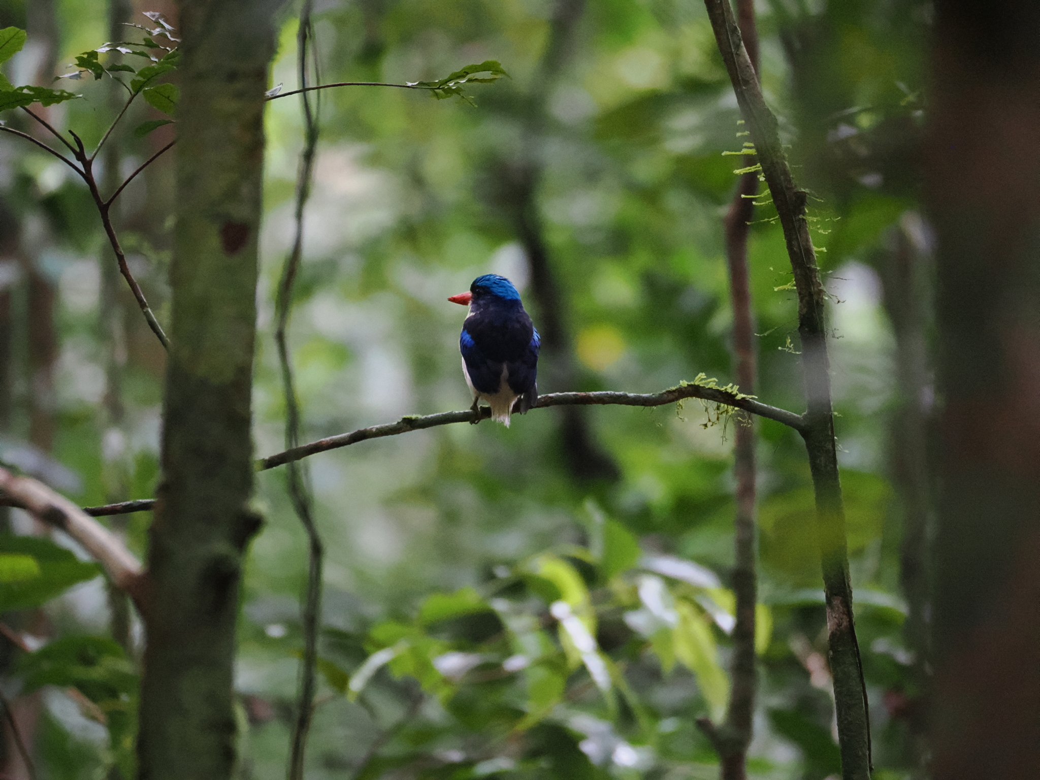 Common Paradise Kingfisher (Tanysiptera galatea), photo 4