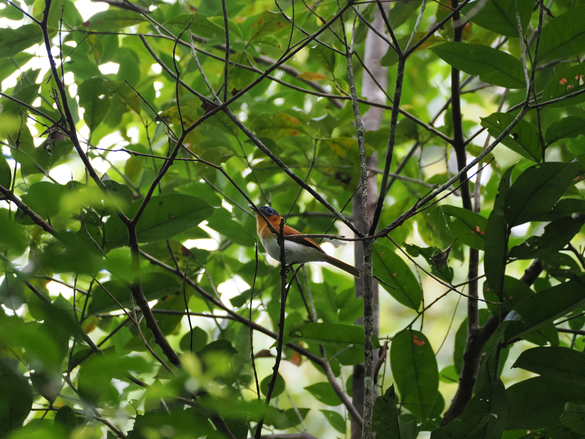 Frilled Monarch (Arses telescopthalmus), photo 2