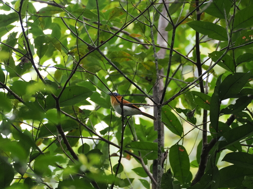 Frilled Monarch (Arses telescopthalmus)