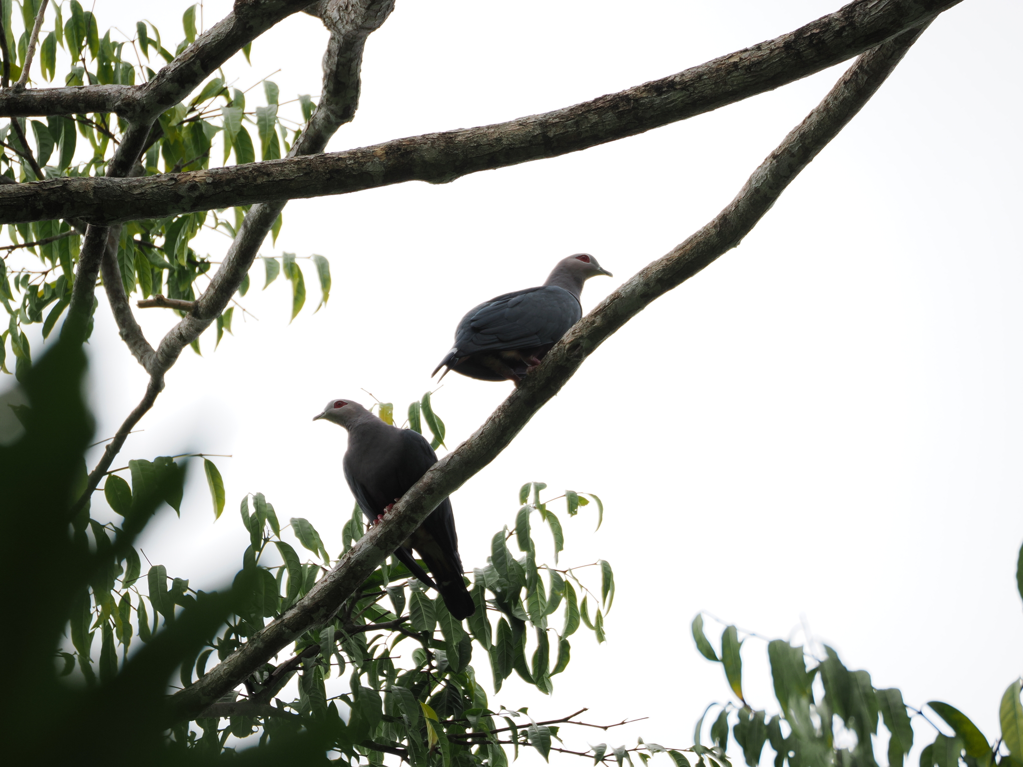 Pinon's Imperial Pigeon (Ducula pinon), photo 4