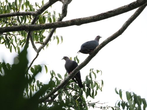 Pinon's Imperial Pigeon (Ducula pinon), photo 7