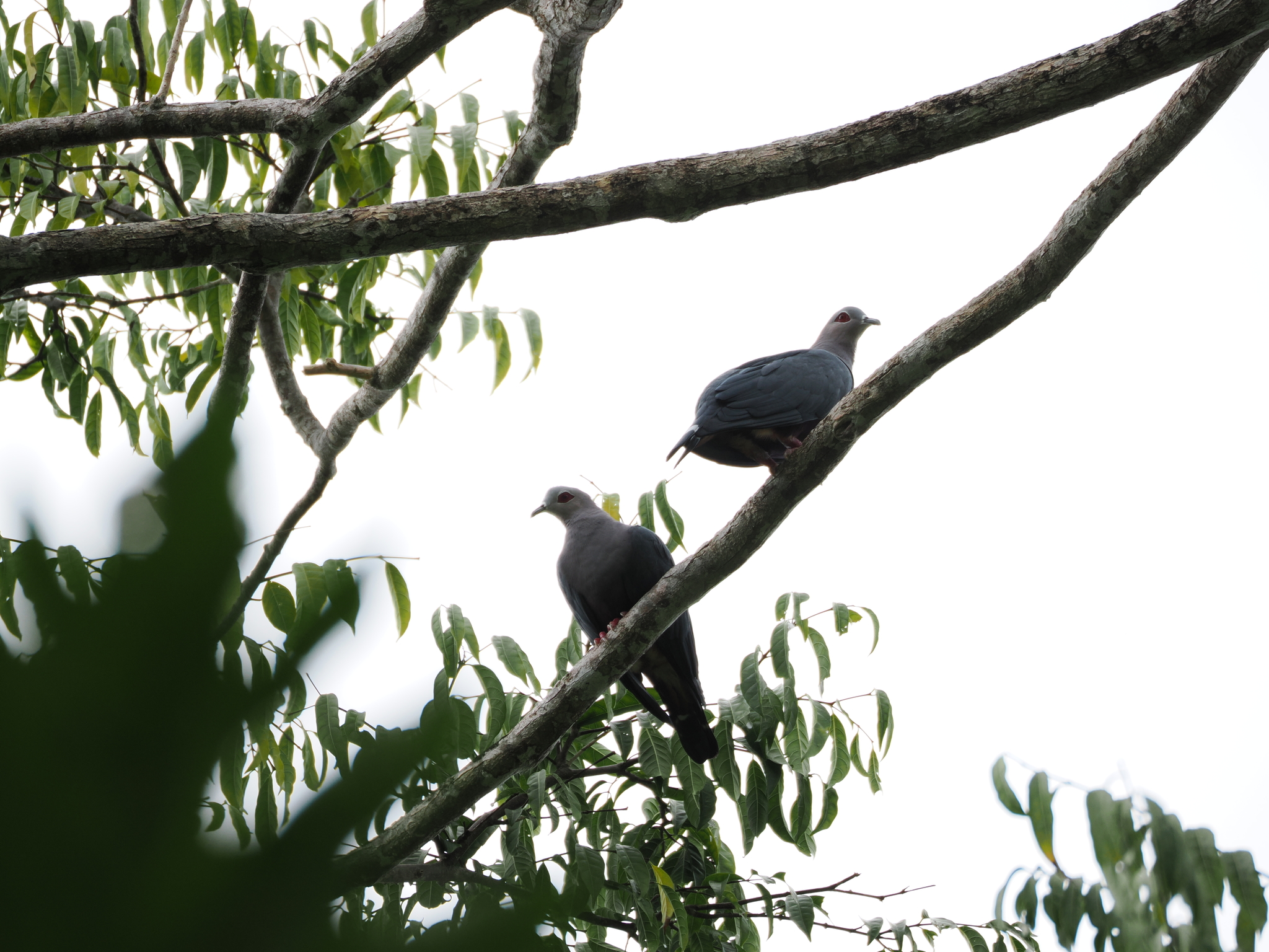 Pinon's Imperial Pigeon (Ducula pinon), photo 5