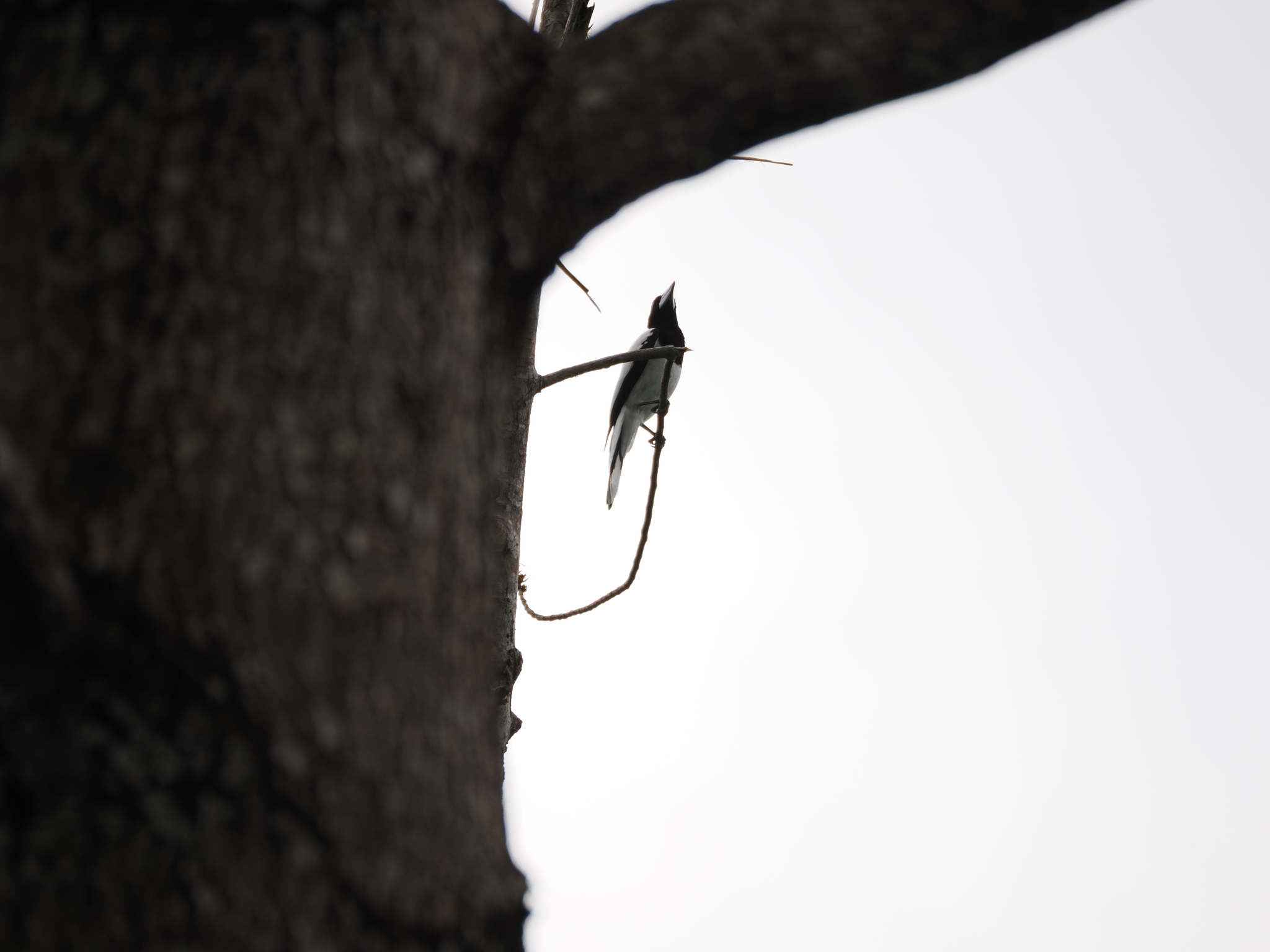 Hooded Butcherbird (Cracticus cassicus), photo 2