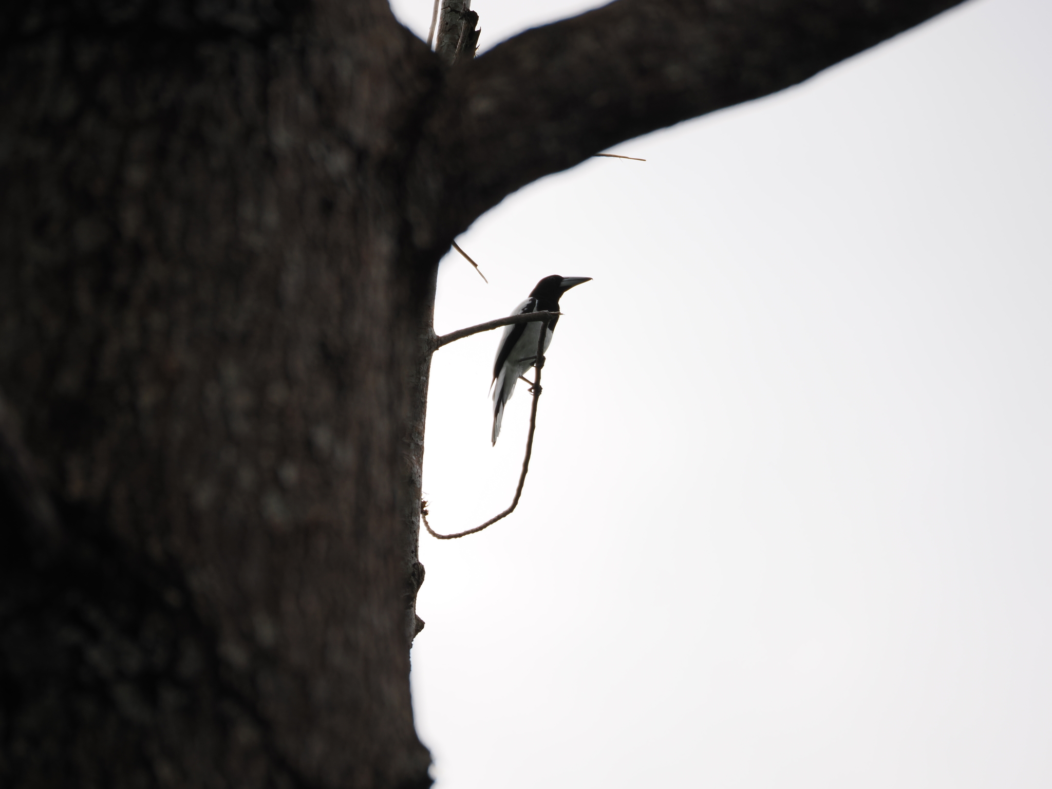 Hooded Butcherbird (Cracticus cassicus), photo 3