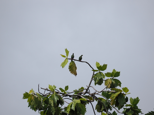 Claret-breasted Fruit Dove (Ptilinopus viridis), photo 3