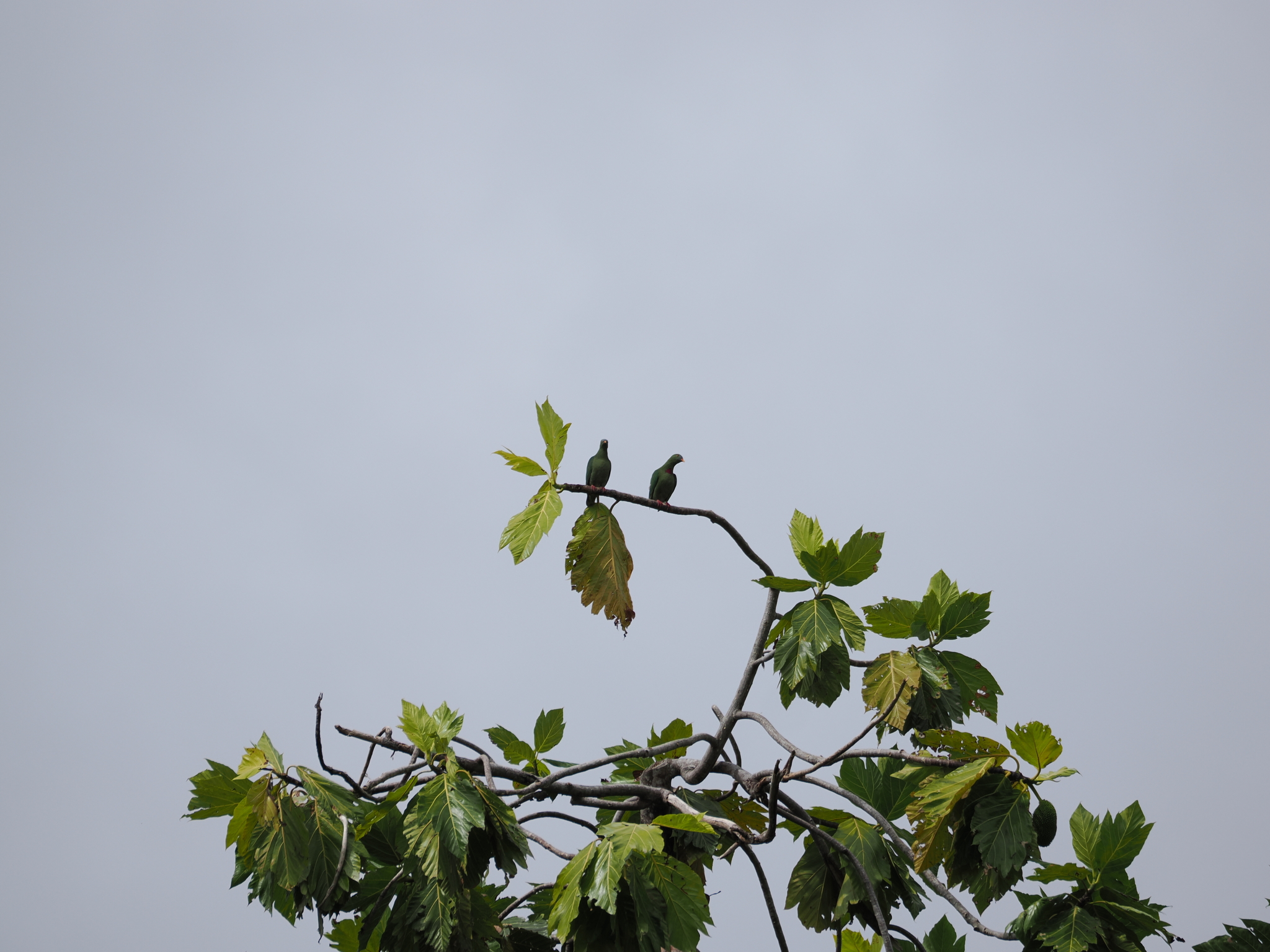 Claret-breasted Fruit Dove (Ptilinopus viridis), photo 3