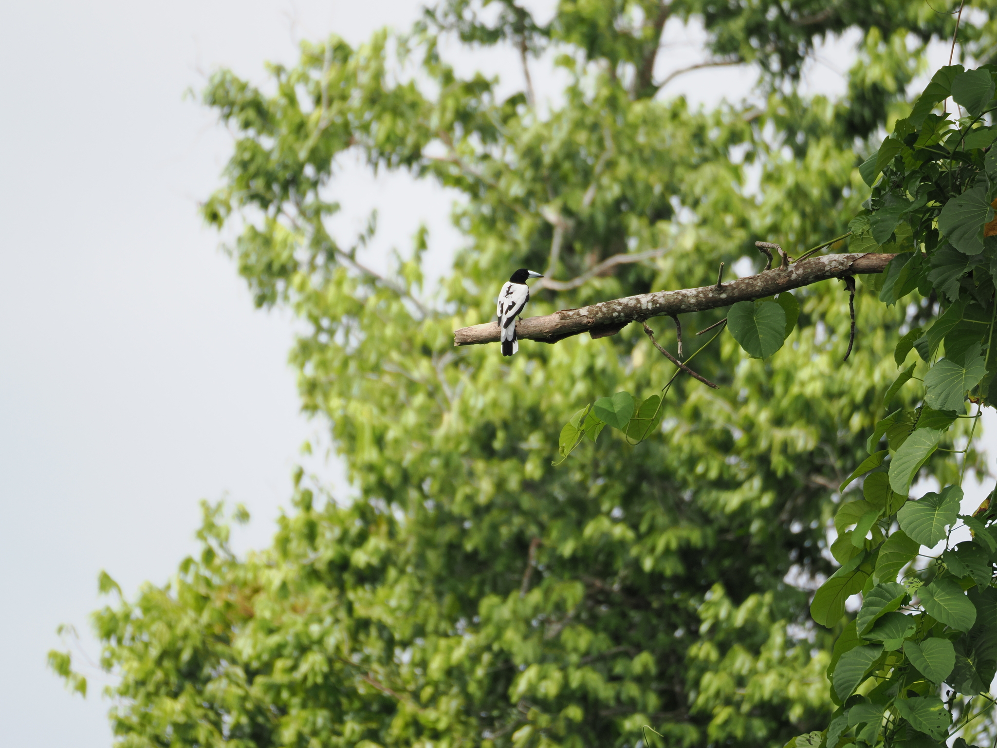 Hooded Butcherbird (Cracticus cassicus), photo 4