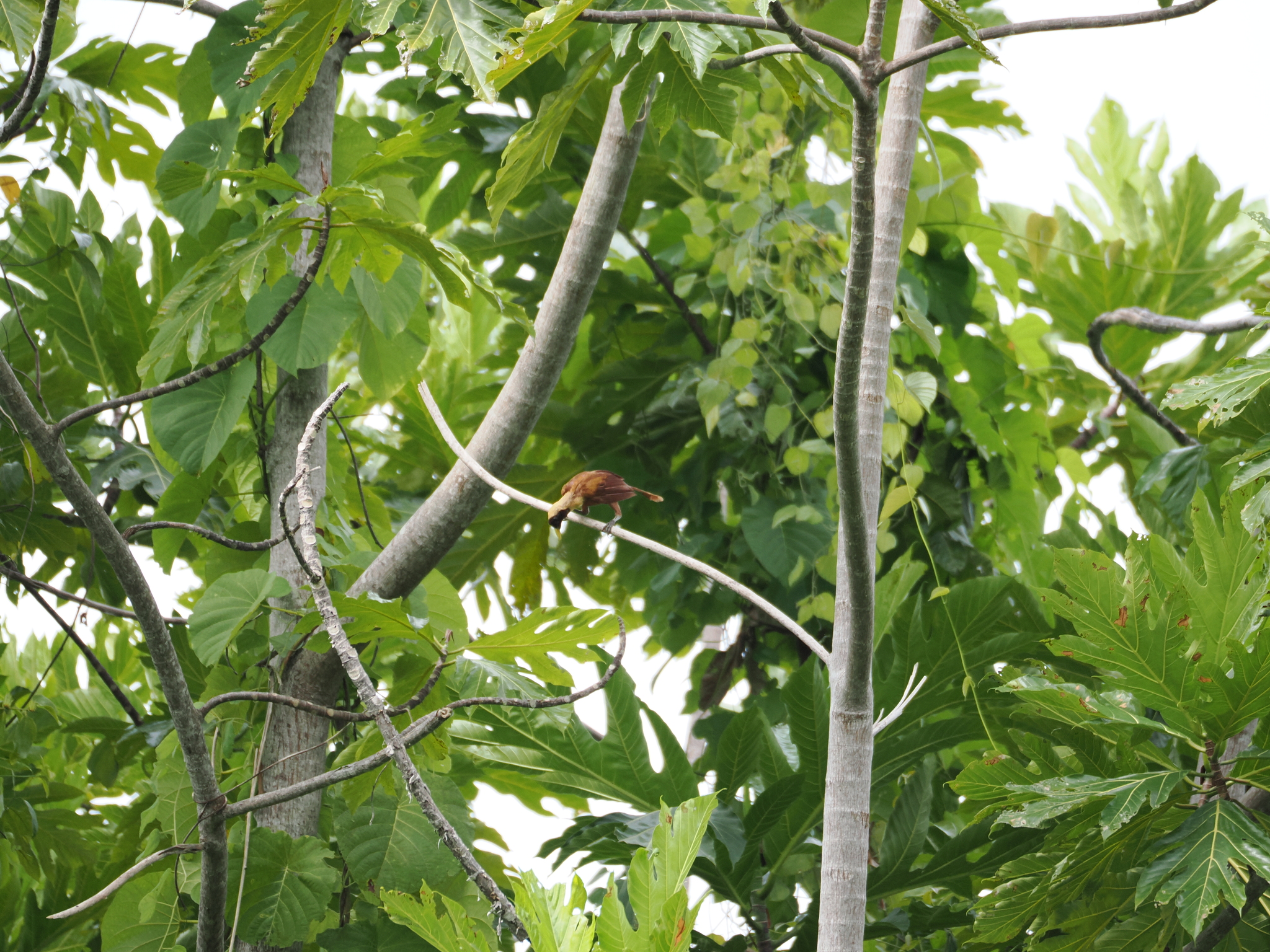 Red Bird-of-paradise (Paradisaea rubra), photo 8
