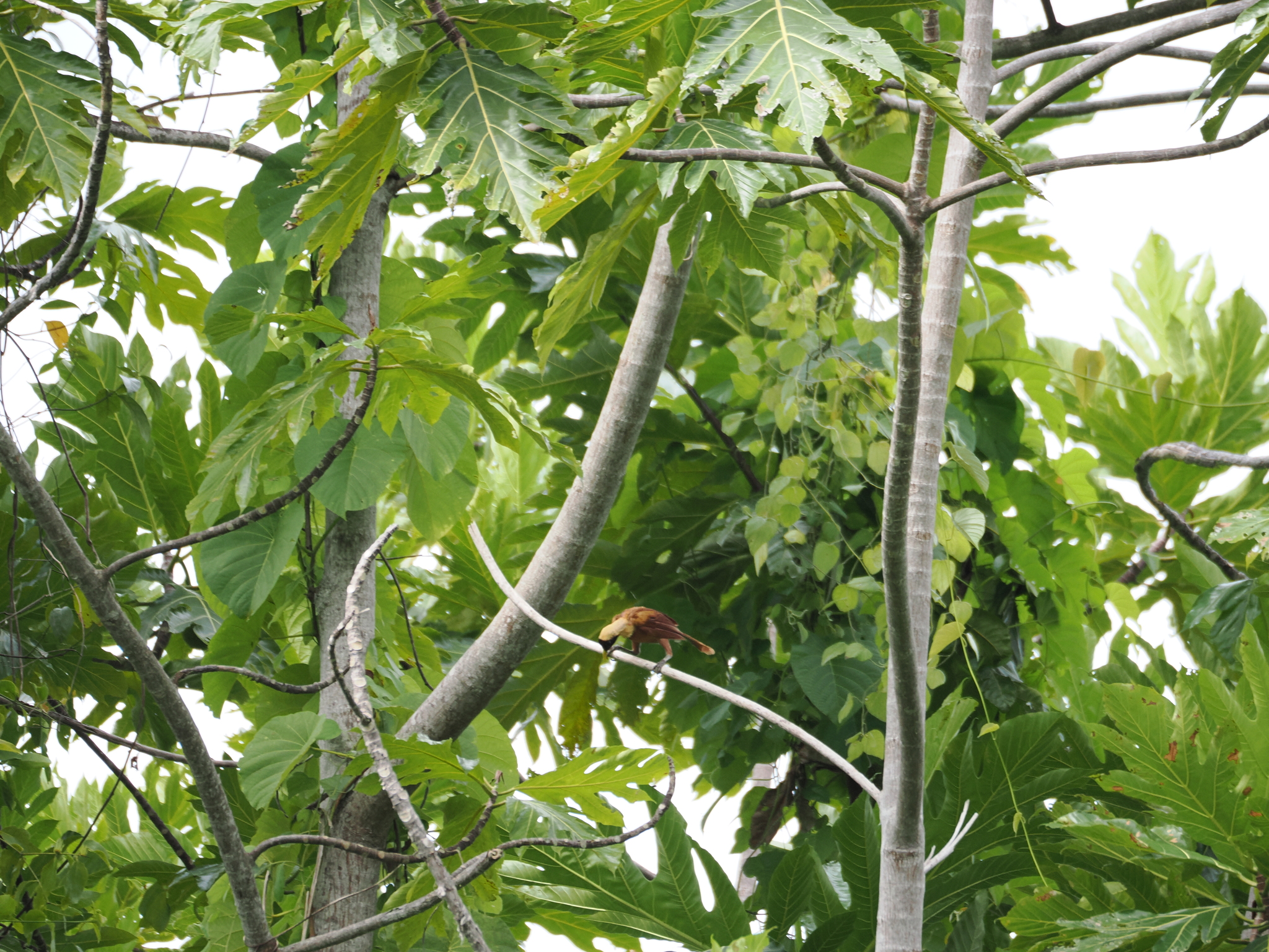 Red Bird-of-paradise (Paradisaea rubra), photo 7