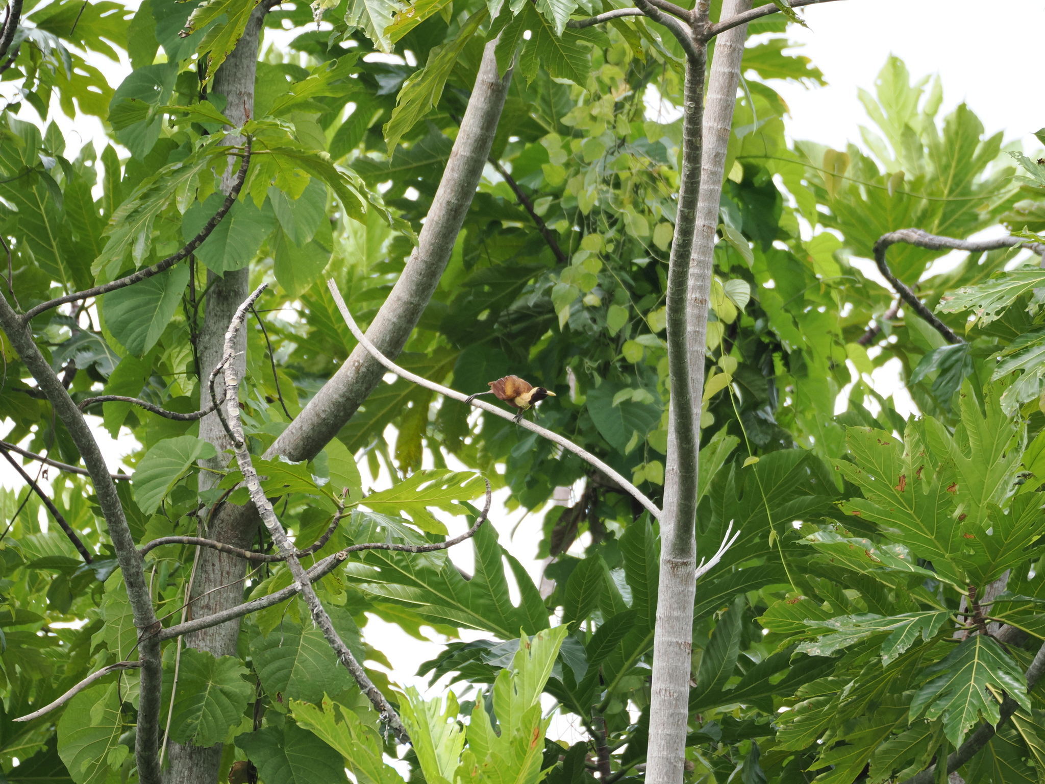 Red Bird-of-paradise (Paradisaea rubra), photo 9