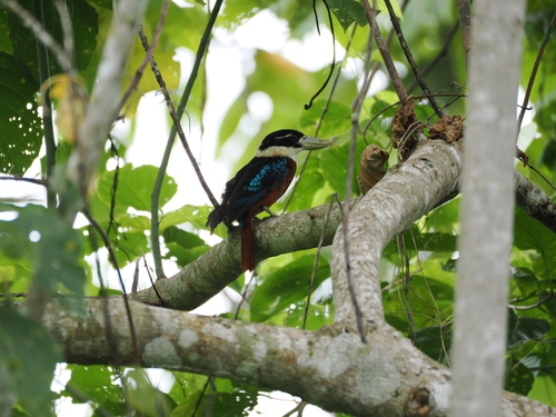 Rufous-bellied Kookaburra (Dacelo gaudichaud)