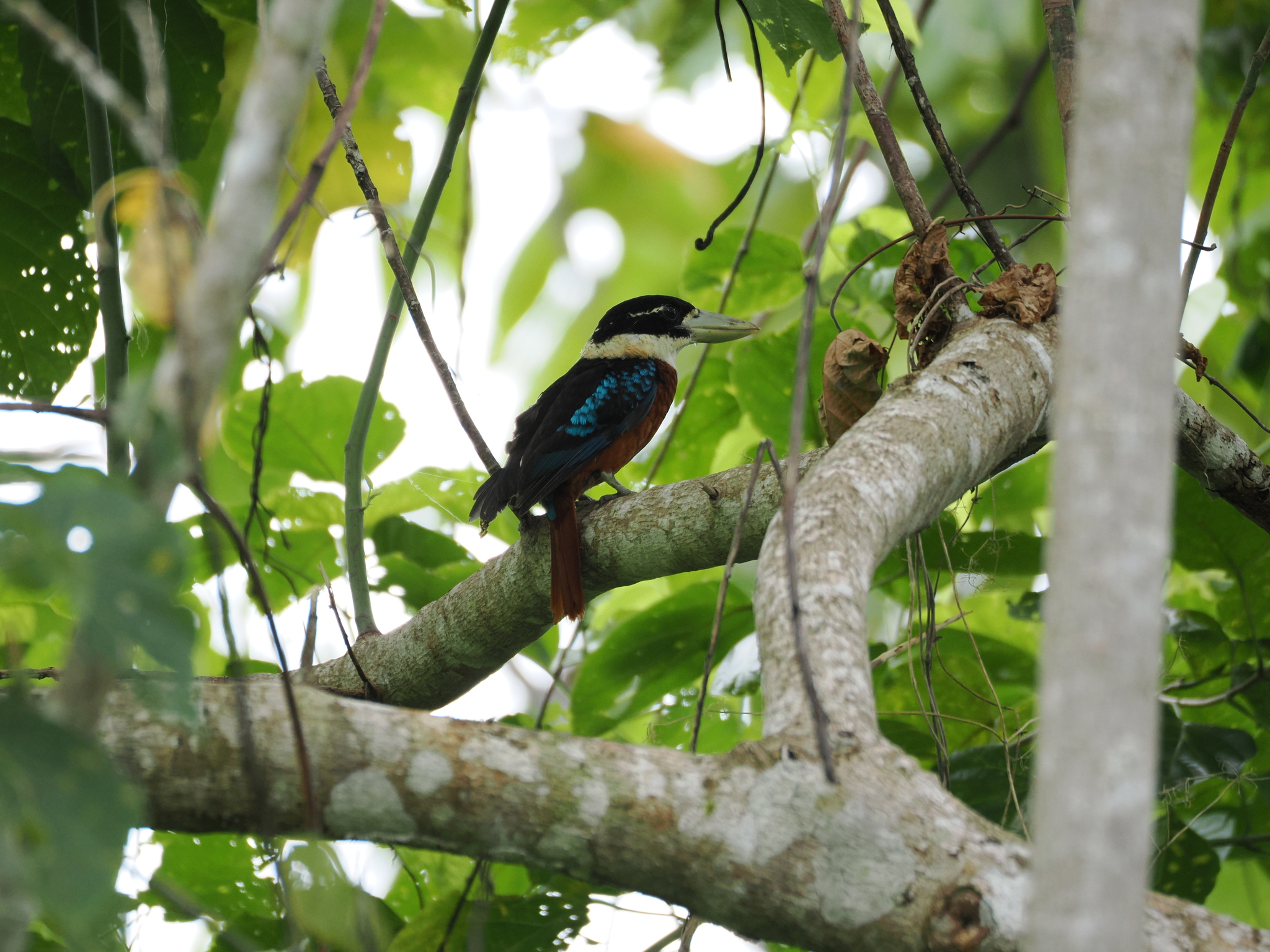 Rufous-bellied Kookaburra (Dacelo gaudichaud), photo 1