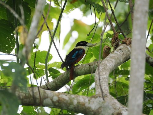 Rufous-bellied Kookaburra (Dacelo gaudichaud), photo 3