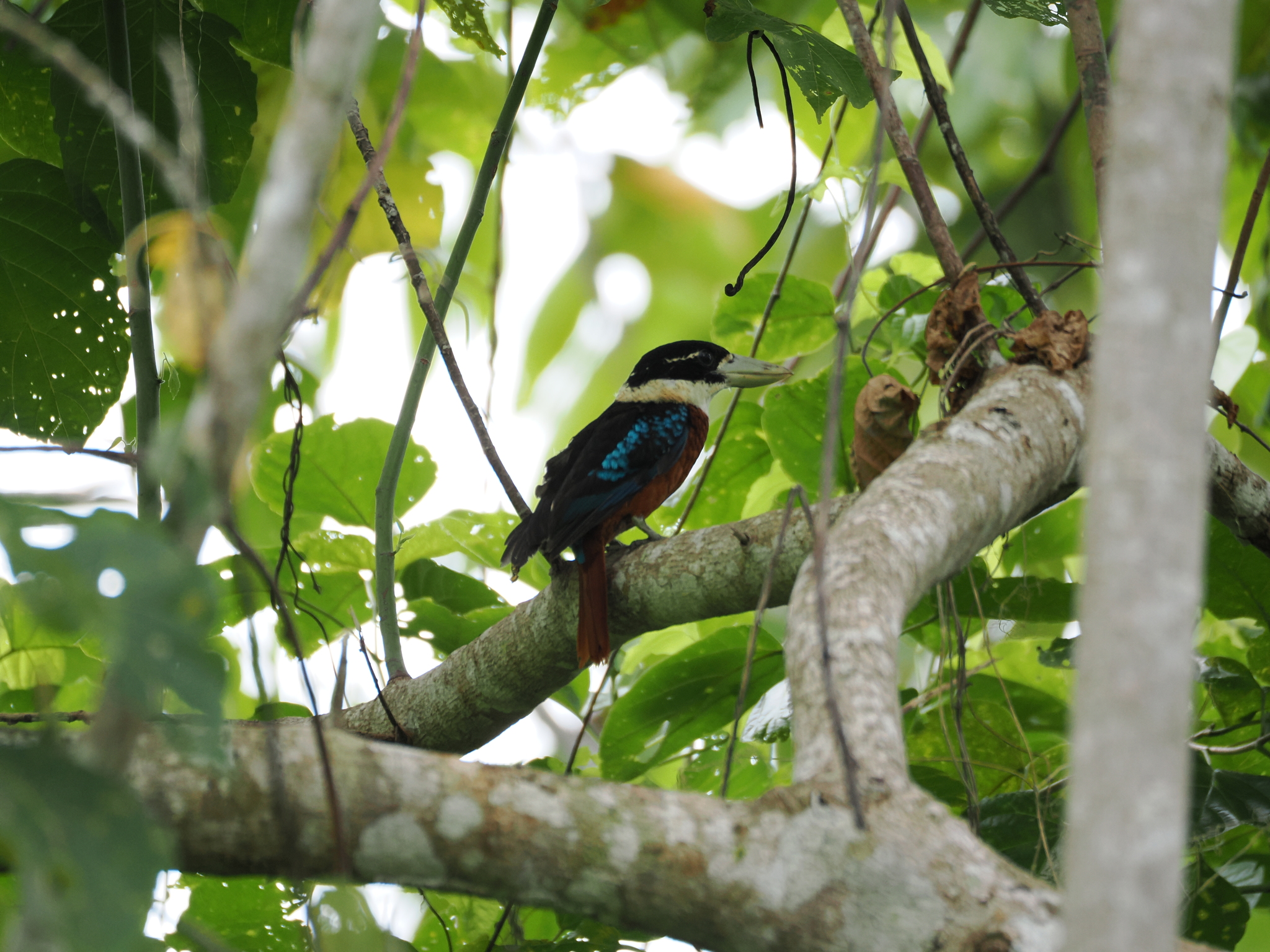 Rufous-bellied Kookaburra (Dacelo gaudichaud), photo 2