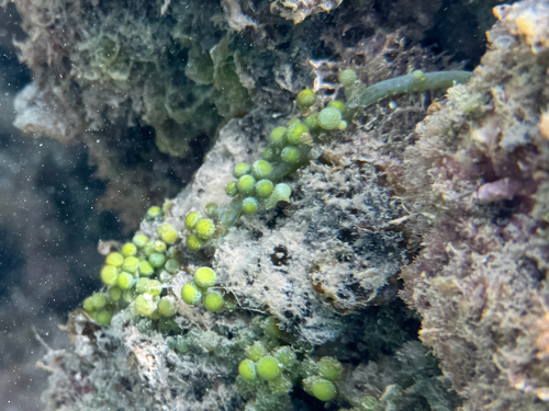 Caulerpa racemosa observed 2025-03-17