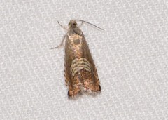 Grapholita tristrigana