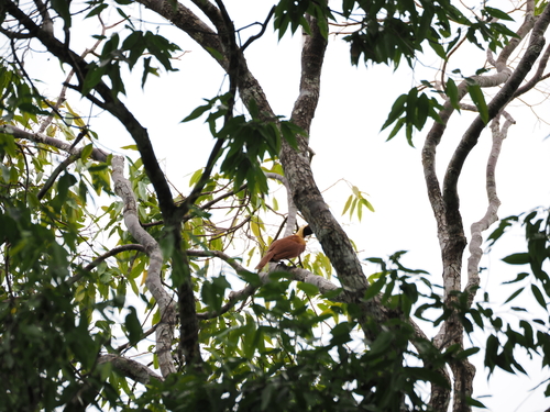 Red Bird-of-paradise (Paradisaea rubra), photo 5